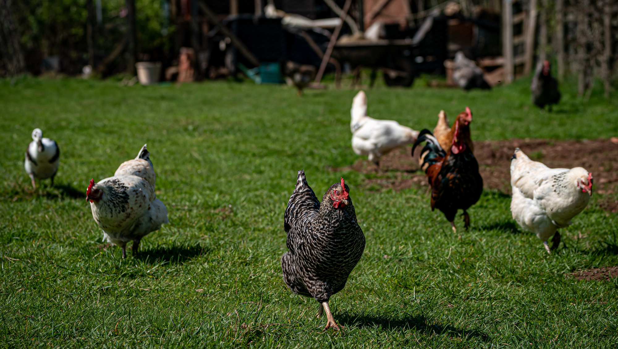 Bird flu: How many cases of the highly contagious virus have broken out in Ireland?