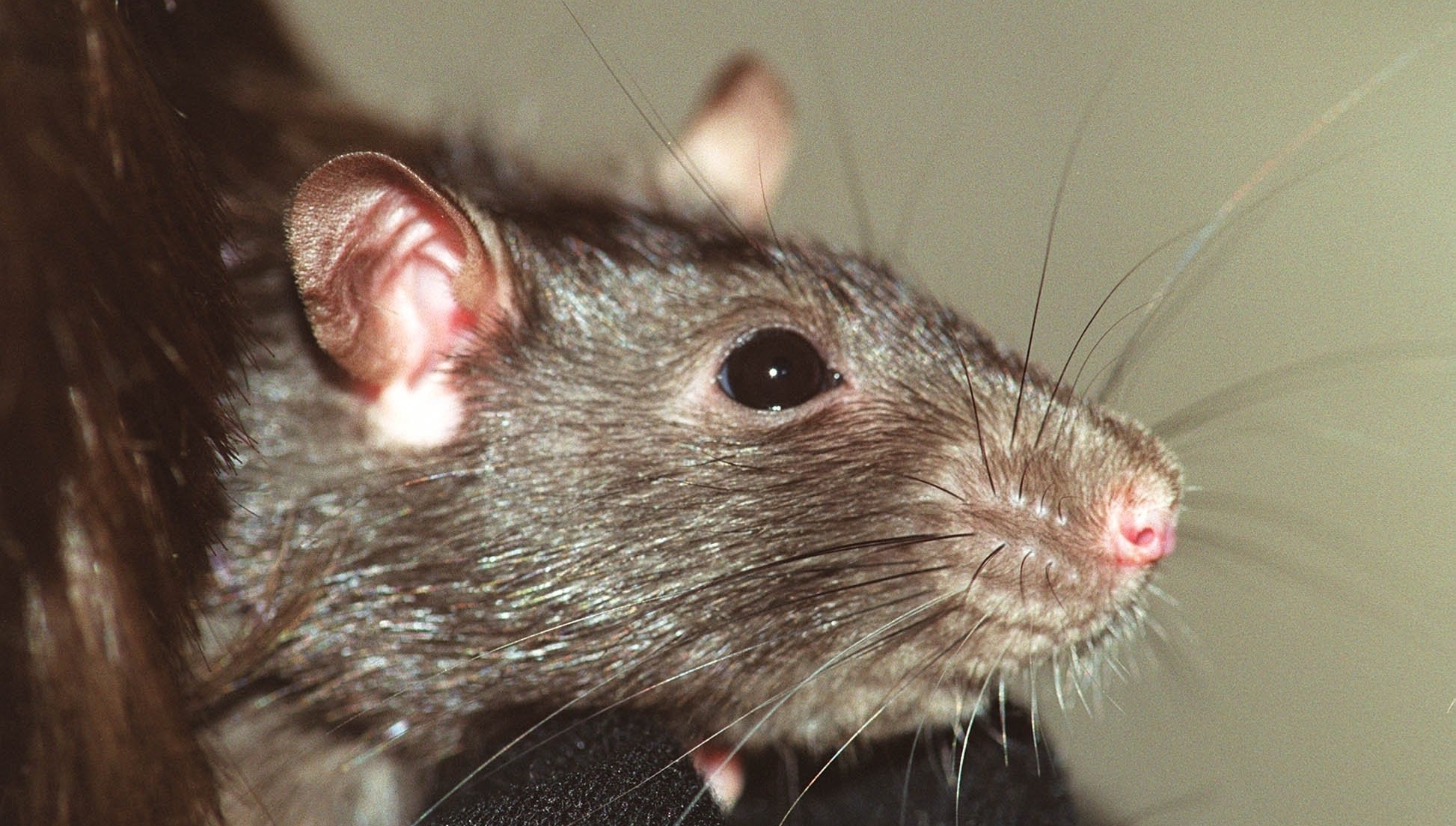 Dead rat and beef tartare issues among reasons for FSAI closure orders