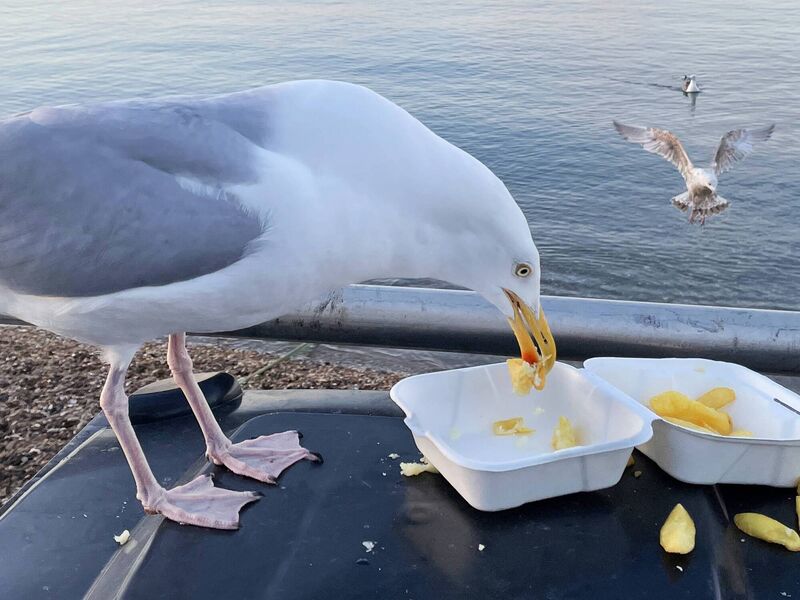A rude gull chomping into an innocent holidaymaker's portion of chips at an undisclosed location. Picture: iStock