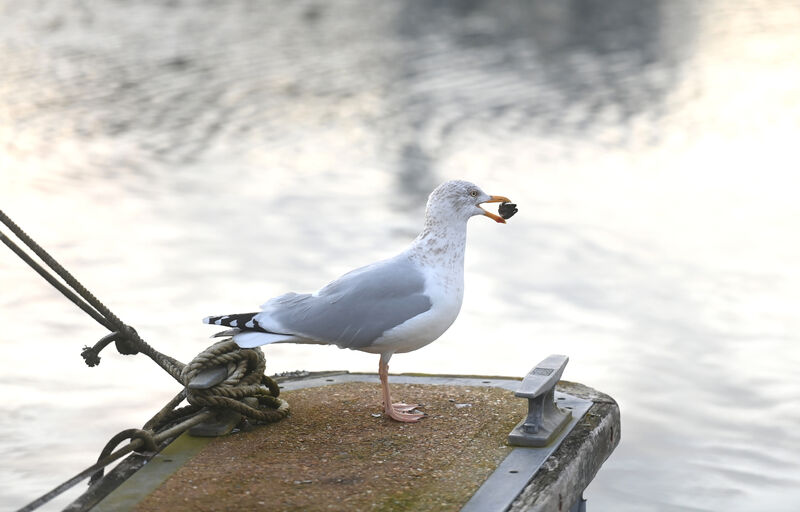  A nice polite Cork seagull enjoying a snack without bothering anyone in Kinsale. Picture: Larry Cummins