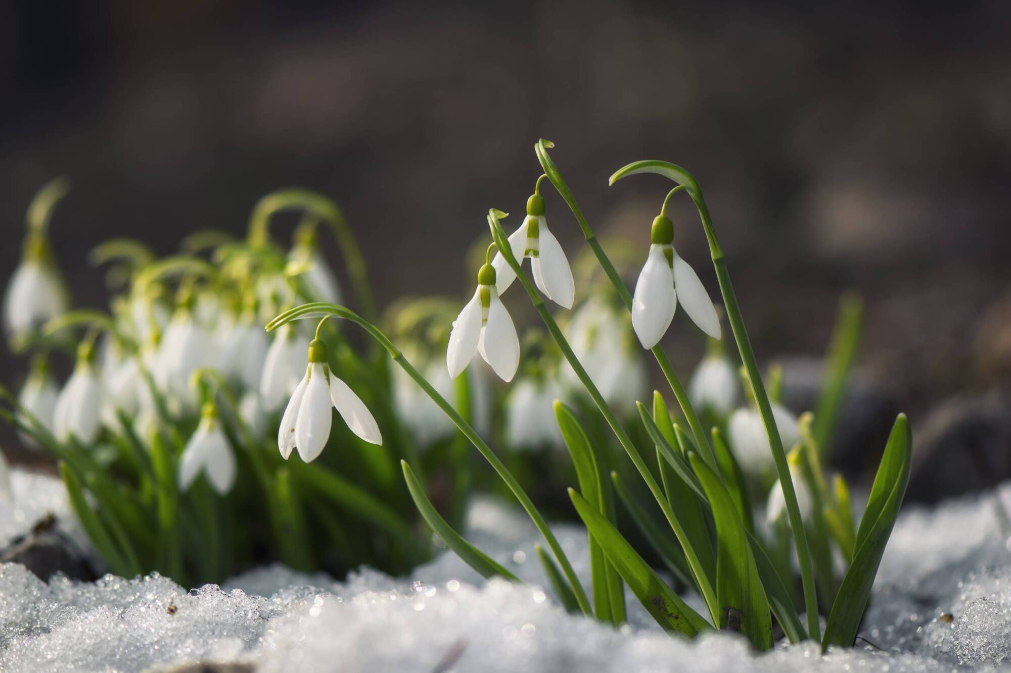 Garden Digest: Winter flower demos and gala club events