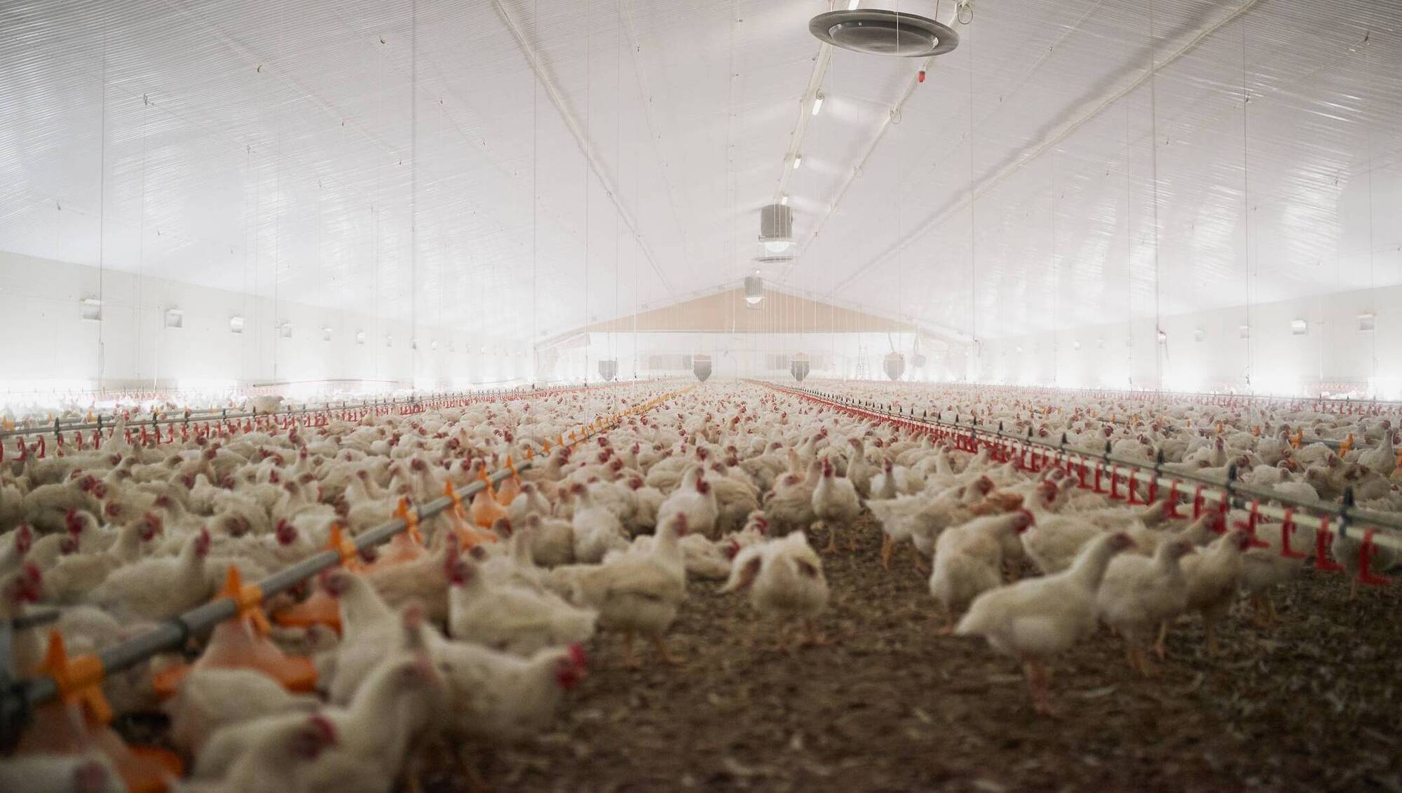 The €85m problem: Why Ireland cannot risk avian flu vaccination due to trade rules