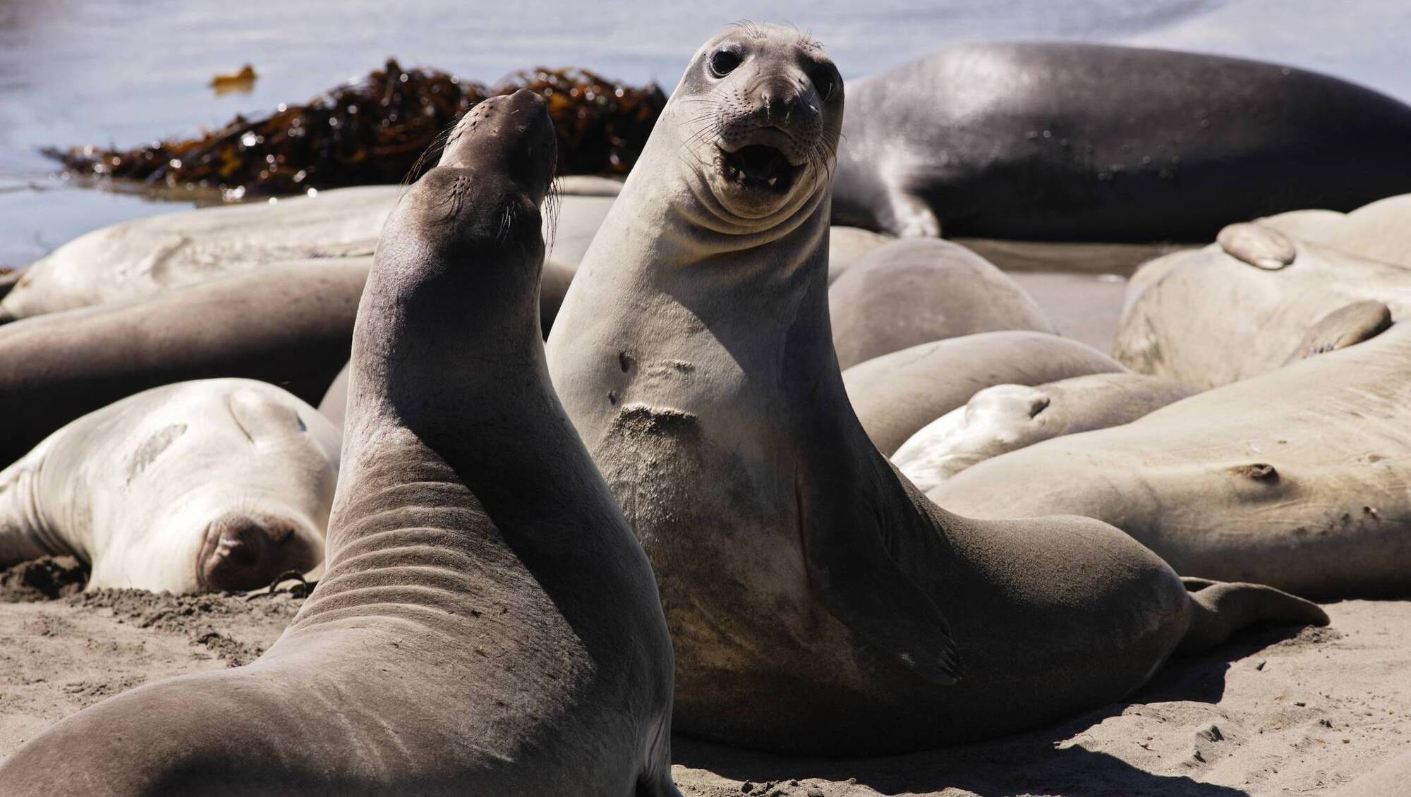 Bird flu kills half of South Atlantic's breeding elephant seals, sparking fears for future of species