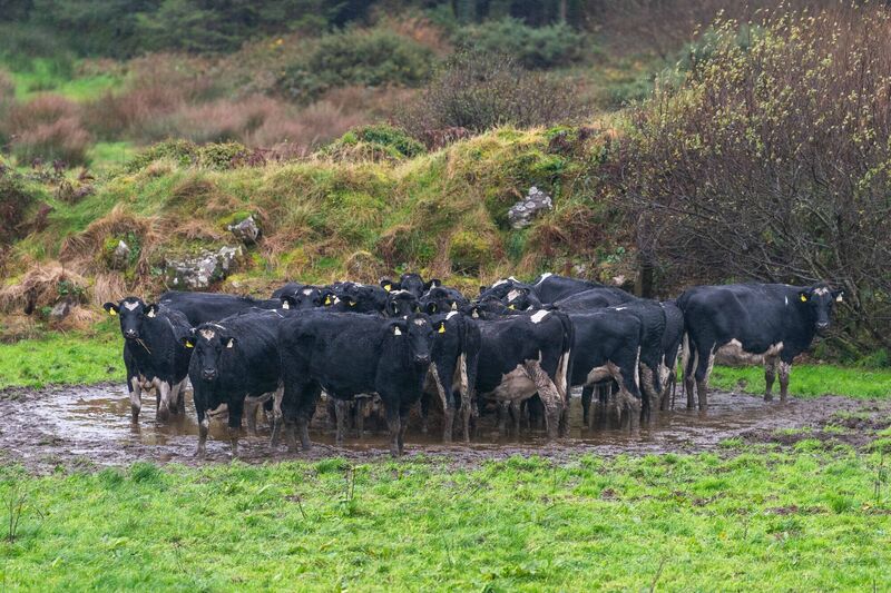 Diversifying from livestock production is a route to a viable economic future for Ireland’s hard-pressed farmers and the rural way of life, and potentially to better diets. Picture: Andy Gibson Diversifying from livestock production is a route to a viable economic future for Ireland’s hard-pressed farmers and the rural way of life, and potentially to better diets. Picture: Andy Gibson