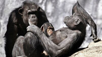 US judge hears chimpanzee rights case