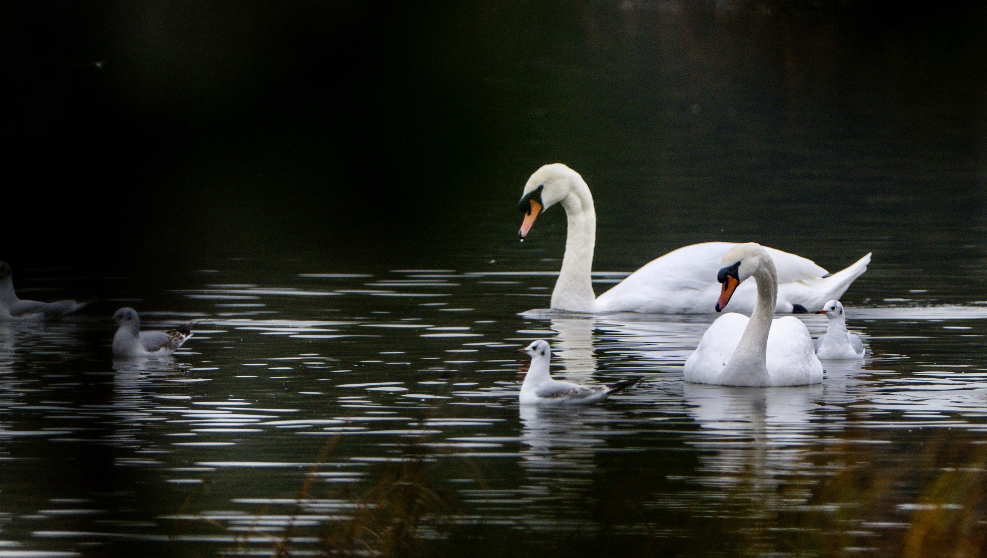 Dead swans and duck removed from Cork’s Lough amid renewed flu concerns