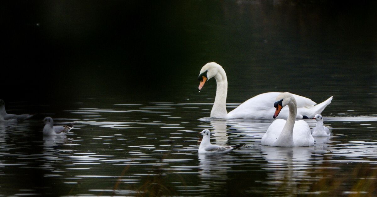 Dead swans and duck removed from Cork’s Lough amid renewed flu concerns