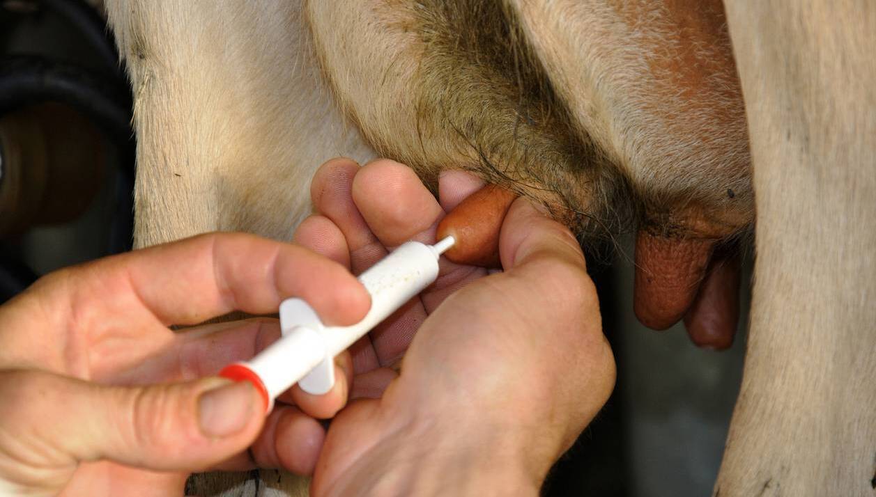 Measure twice, dry once — AHI's top 10 tips for a successful dry cow period