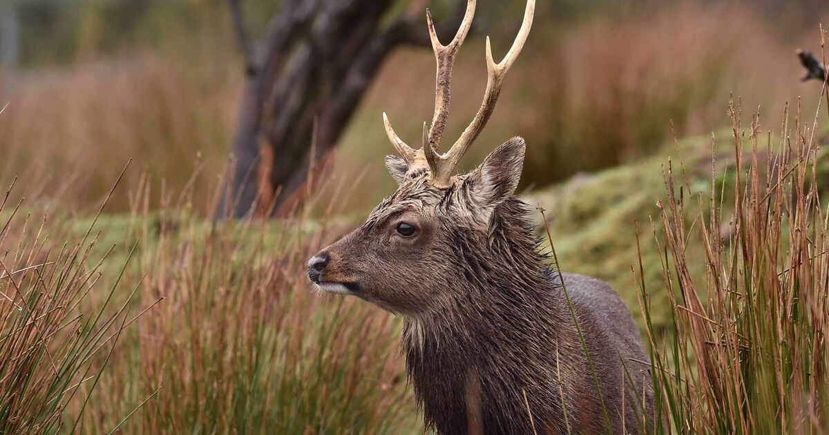 Wildfleisch aus Irland könnte der nächste große Trend für nachhaltige ...