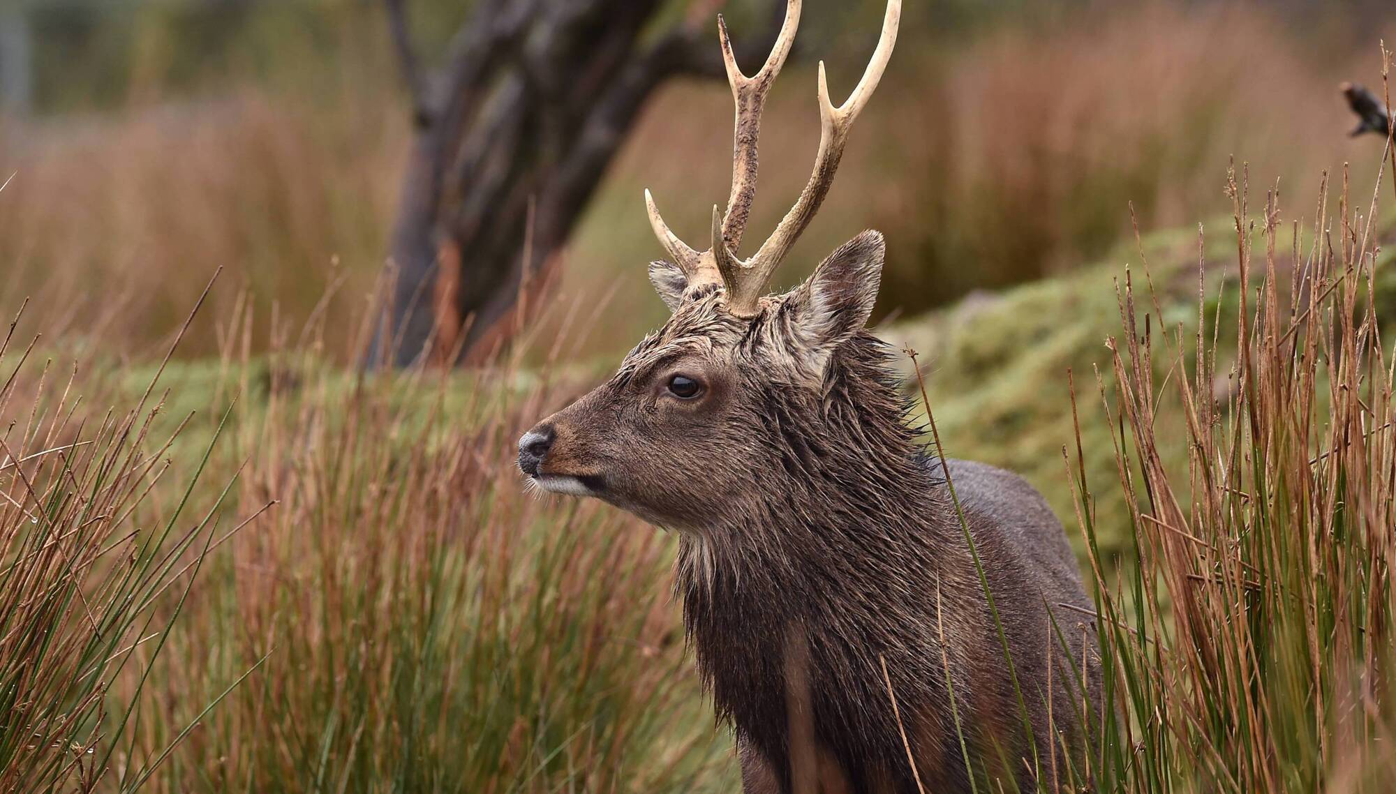 Wild Irish venison could become the next big sustainable food trend