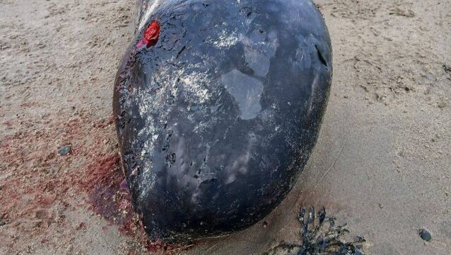<p>Narwhal, an arctic species of whale found dead and stranded on the Donegal coastline. Picture: NPWS</p>