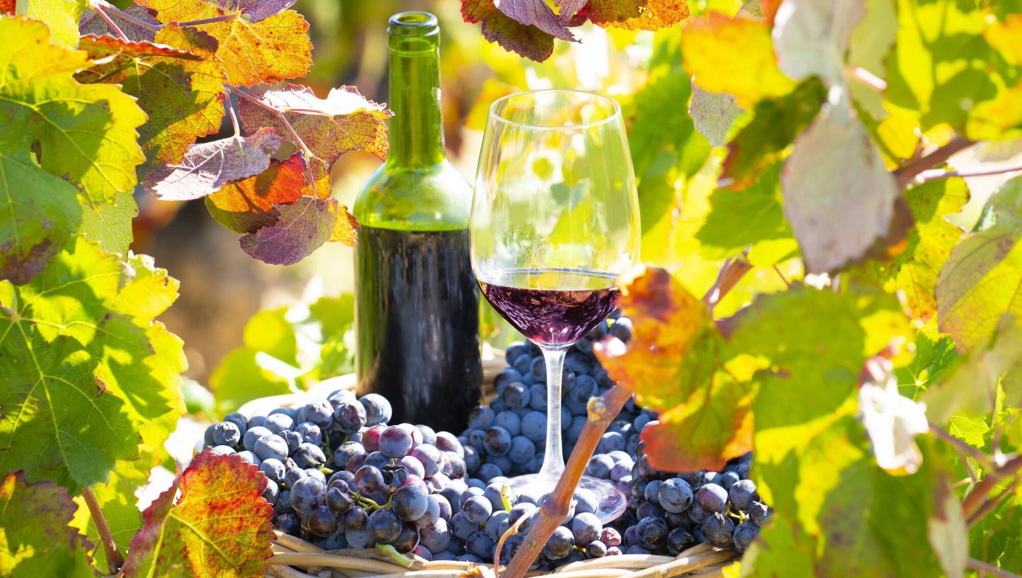 Wine with Leslie: What I learned about Les Deux Cols wines — and why wild boar are a challenge