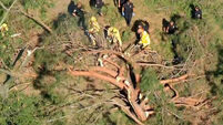 Massive tree crushes children at summer camp