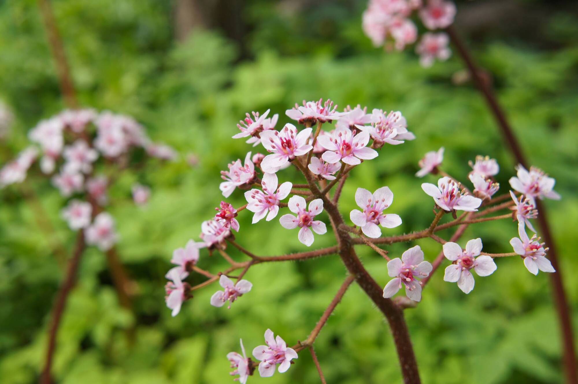 Work with the weather: The dogwoods, willows, and irises that thrive in waterlogged Irish gardens