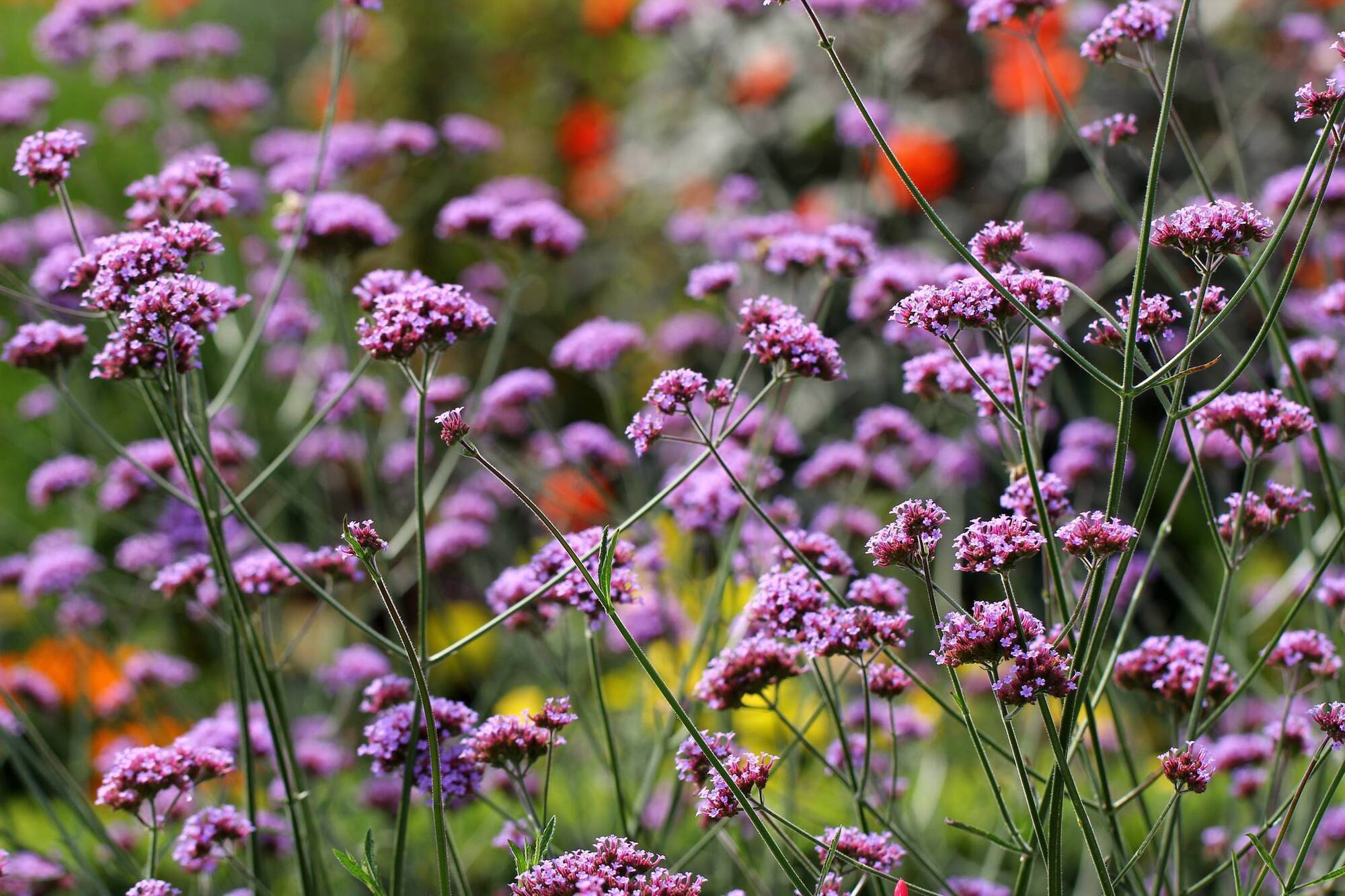 GARDEN Q&A: Is it okay to cut back perennials