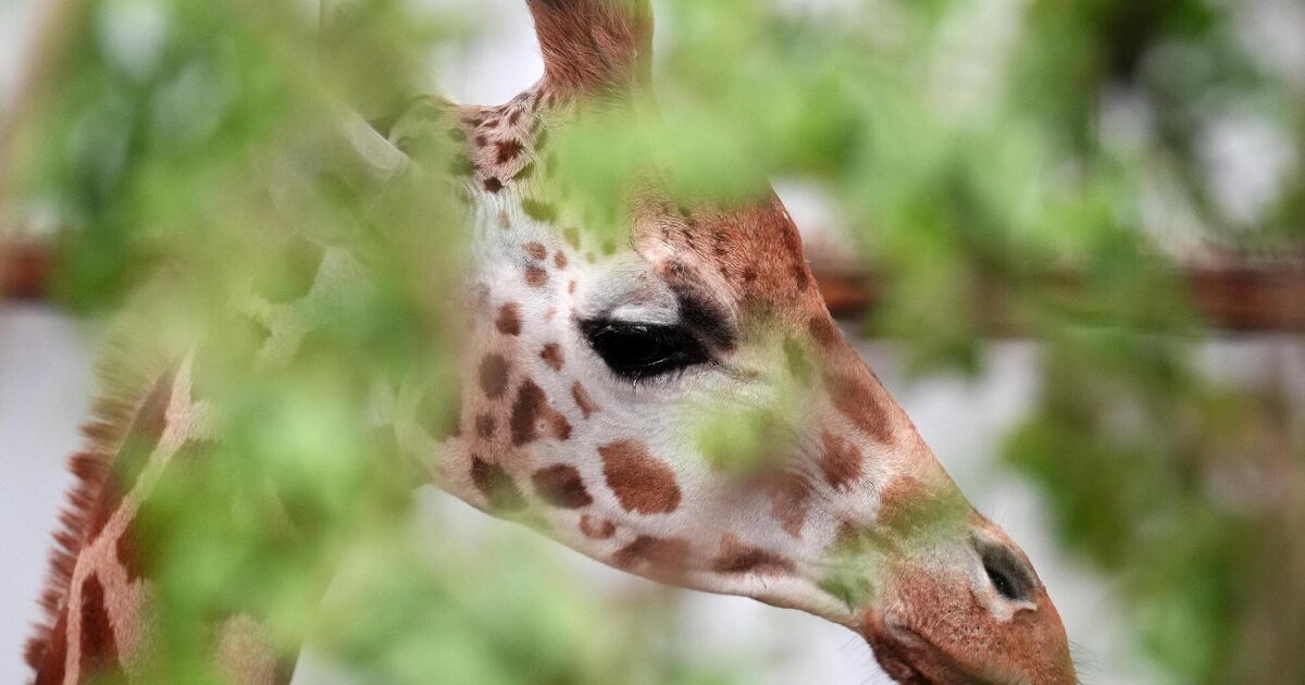 Fota Wildlife Park endured €176k loss after dealing with costly cyber ...
