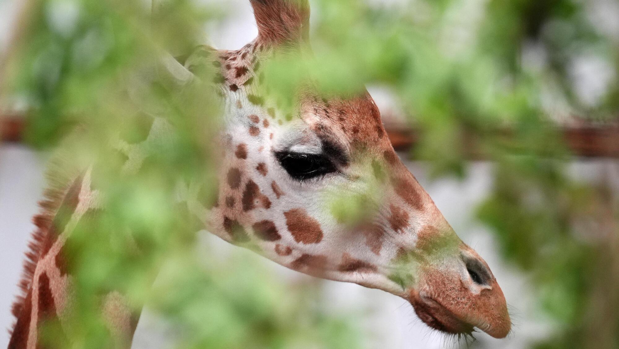 Fota Wildlife Park endured €176k loss after dealing with costly cyber attack 