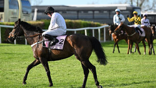 <p>HILL TO CLIMB: Constitution Hill will bid to get his career back on track at Newcastle on Saturday. 	Picture: Healy Racing</p>