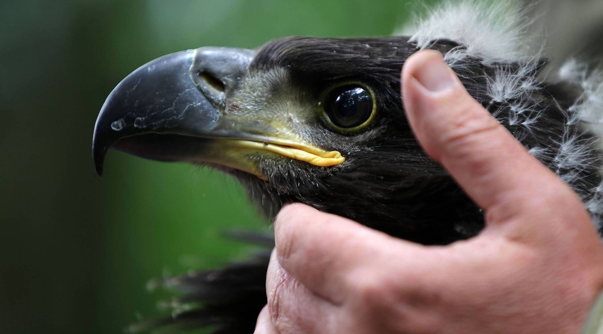 Rewilding for nature recovery
