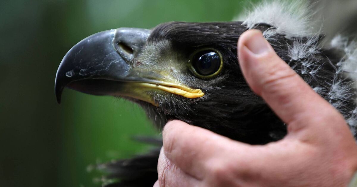 Rewilding for nature recovery