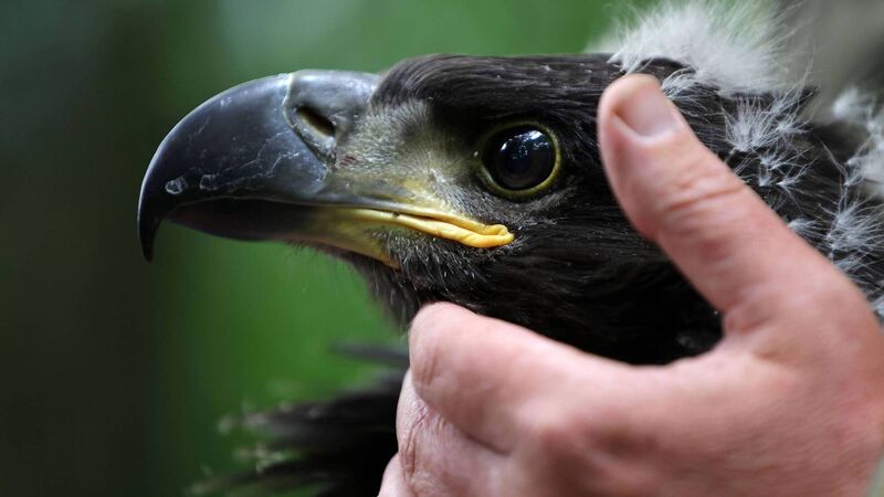 Rewilding for nature recovery