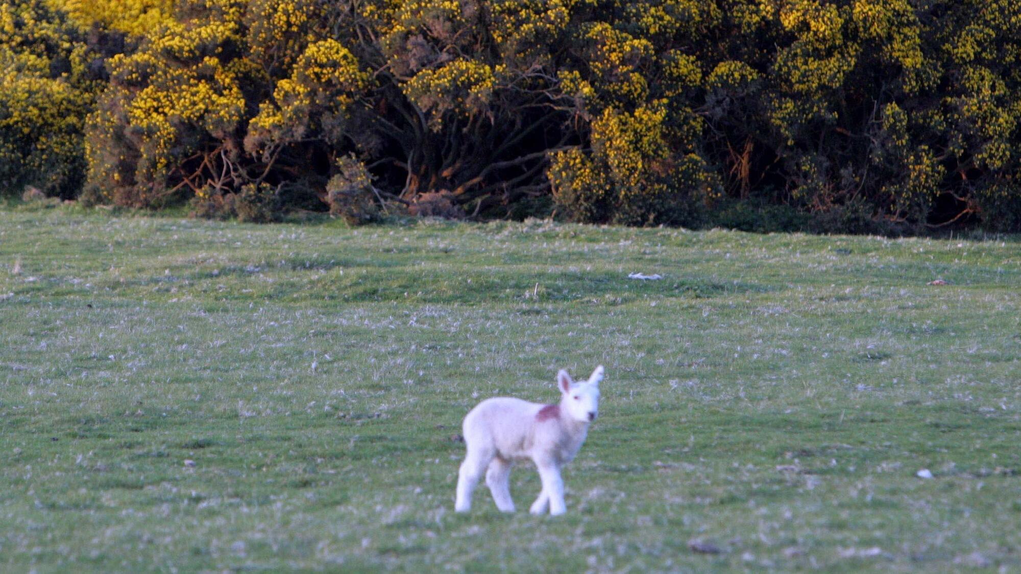 The Curragh is Ireland's largest, finest, and possibly only, example of a surviving ancient unenclosed low grassland and is surrounded by good, fertile lands.