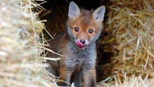<p>A seven-week-old vixen fox cub. Foxes are not a protected species here so they can be legally shot and trapped — though it is illegal to poison them. Picture: Chris Radburn/PA Wire</p>