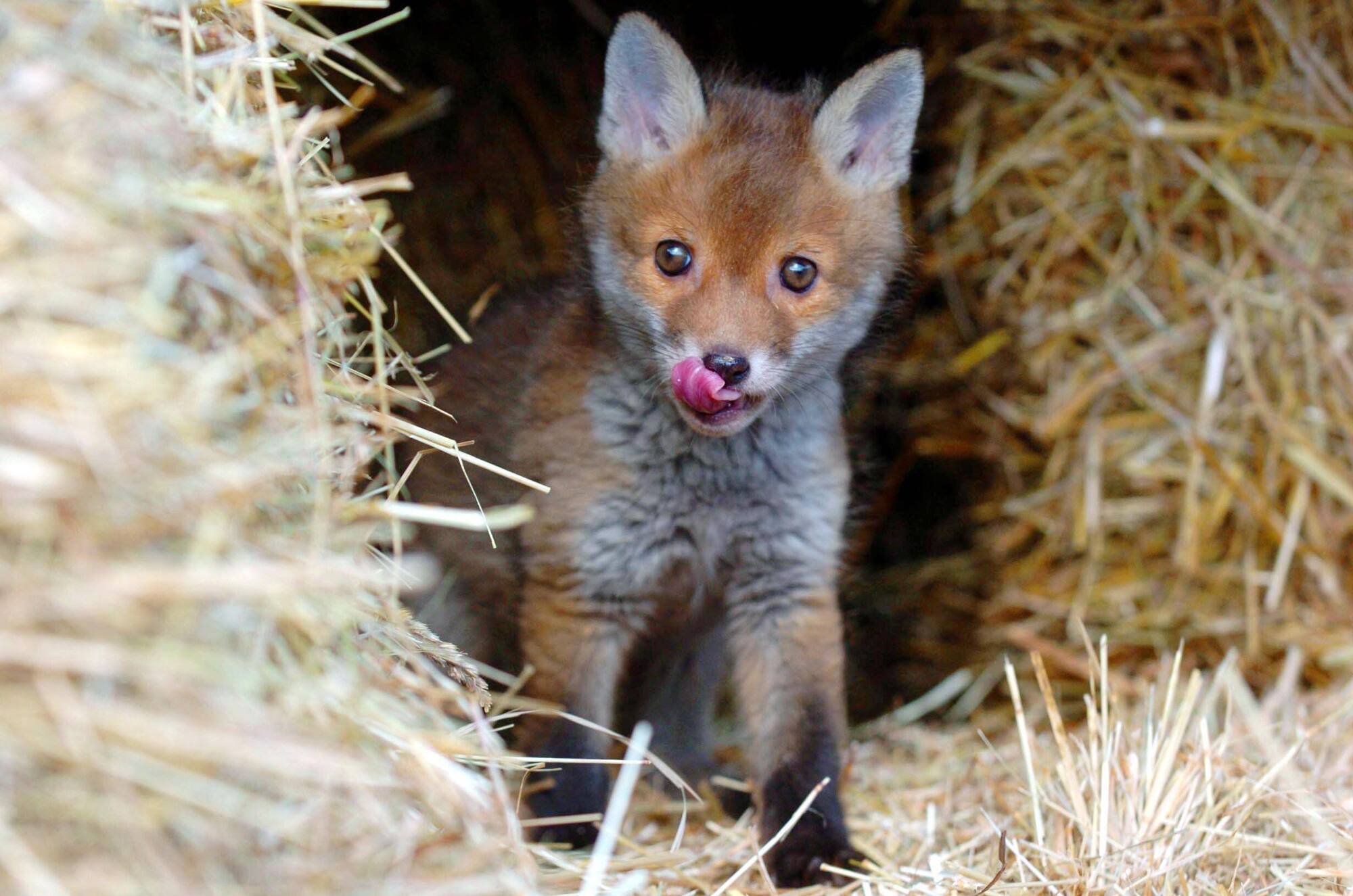 Fox-hunting — conflicting attitudes between urban dwellers and farmers