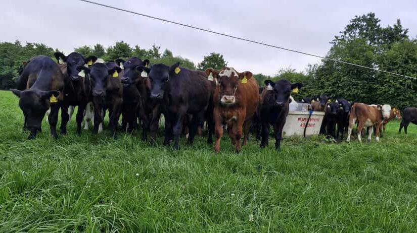 Animal Health Ireland announce details of next series of CalfCare Roadshow