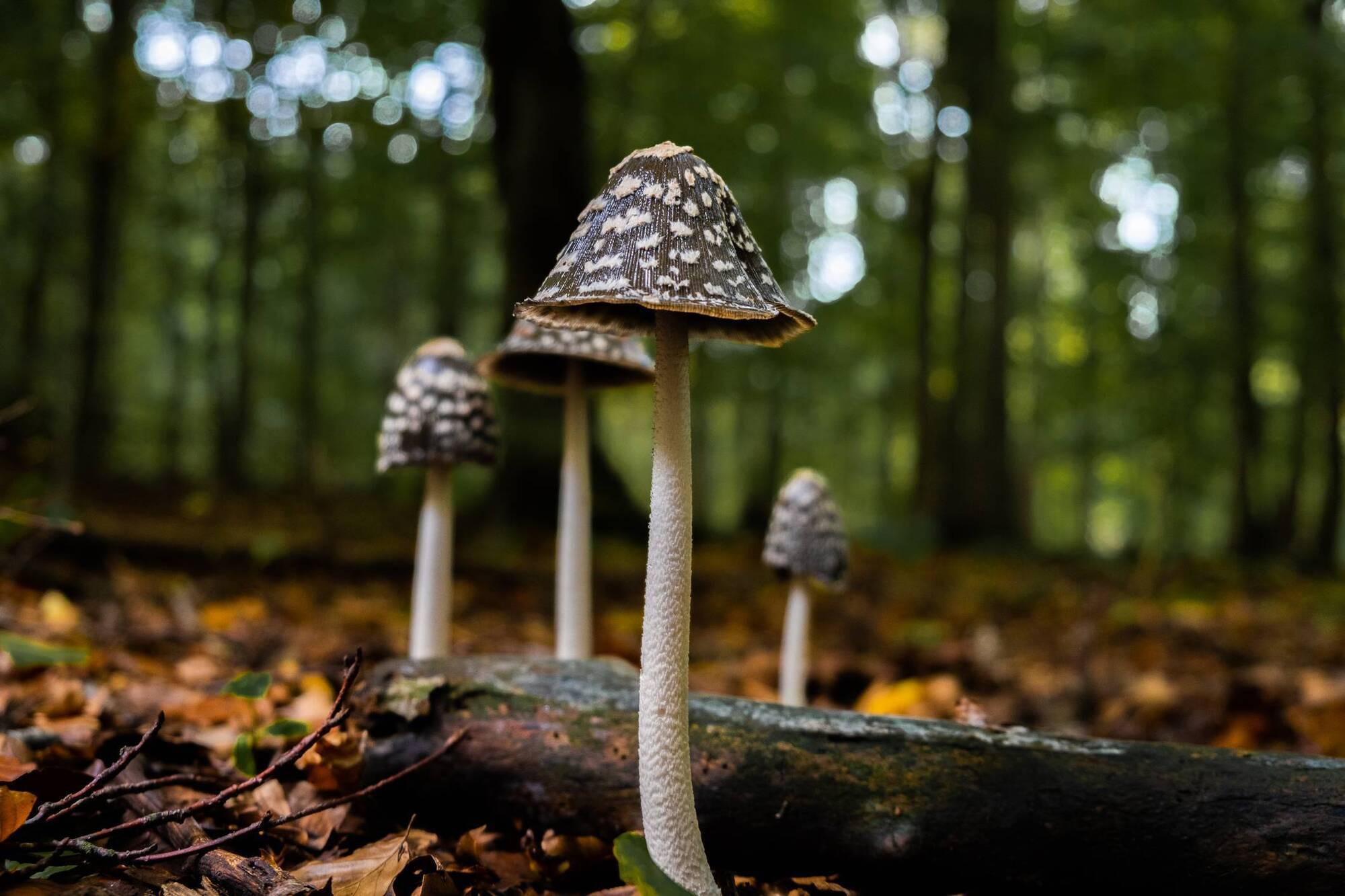 Garden Q&A: Mushrooms are popping up in my lawn and flower beds. Why?