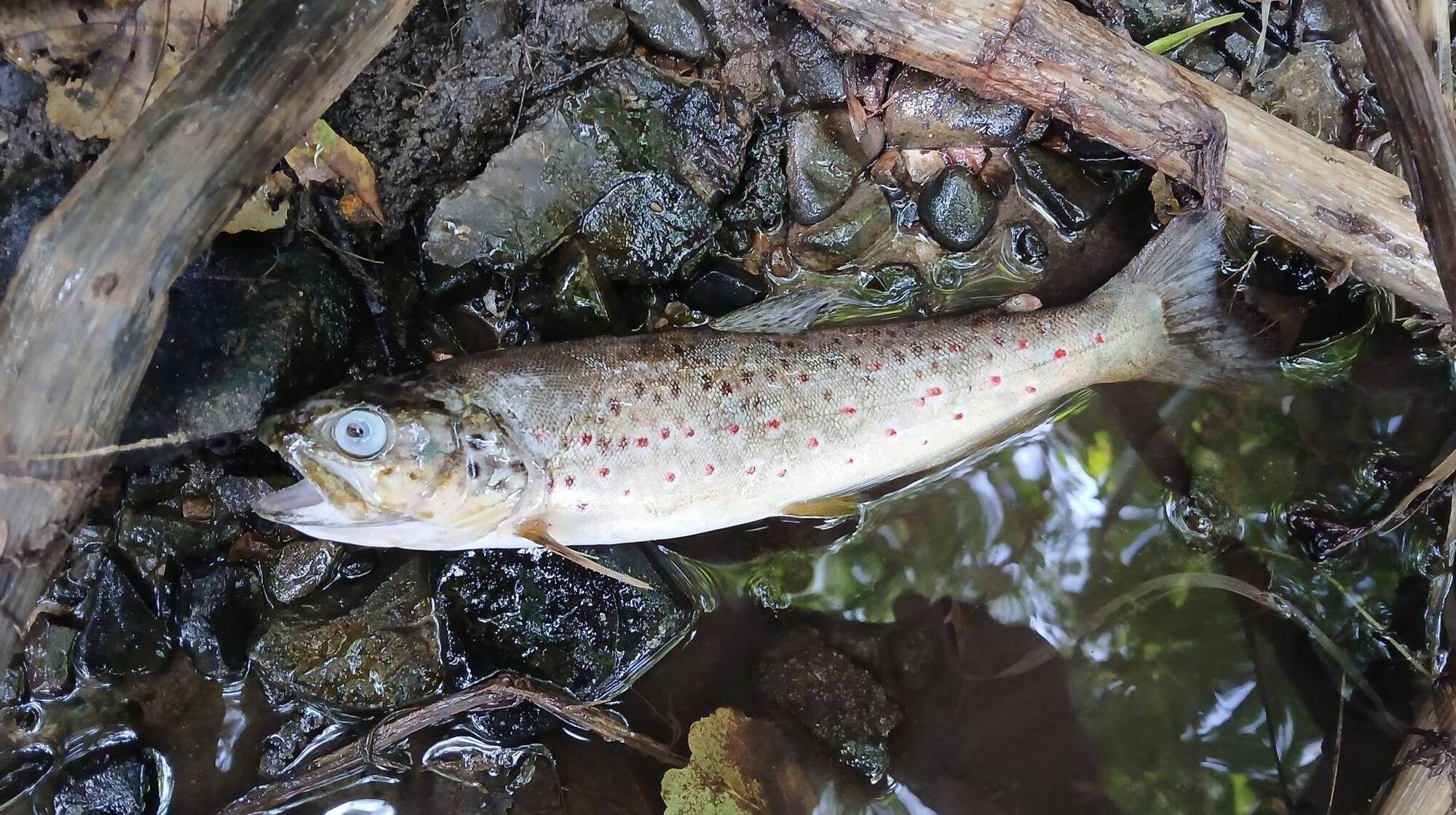 An inter-agency report into the Blackwater fish kill published in September concluded that there was no evidence of a systemic disease in the dead fish. File photo: IFI/Facebook