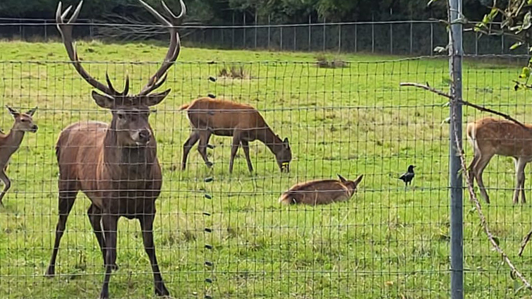 The red deer stag at Newbridge Demesne, Donabate which was found beheaded this week. Picture: Fingal County Council/PA