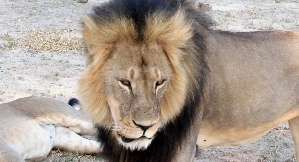 Dentist who killed Cecil the lion 'in hiding' as he shuts up shop