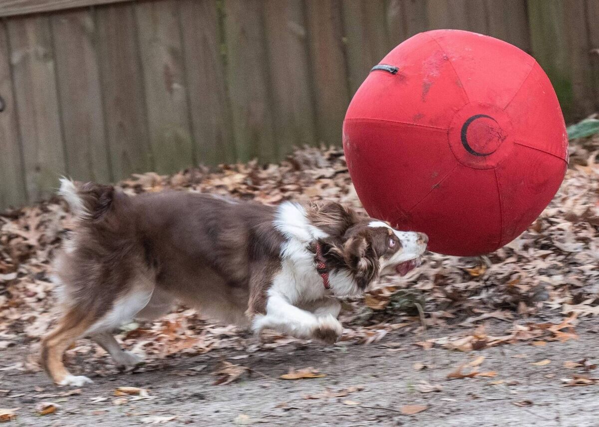 The original urban-herding Collie Ball. 