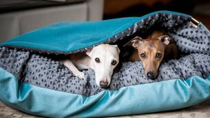 <p>Cave beds recreate the comfort, protection and warmth of an ancient den, and are beloved of sight-hounds and thin-skinned dog types. From a selection on Etsy from €40 from Aurorawilc (seller).</p>