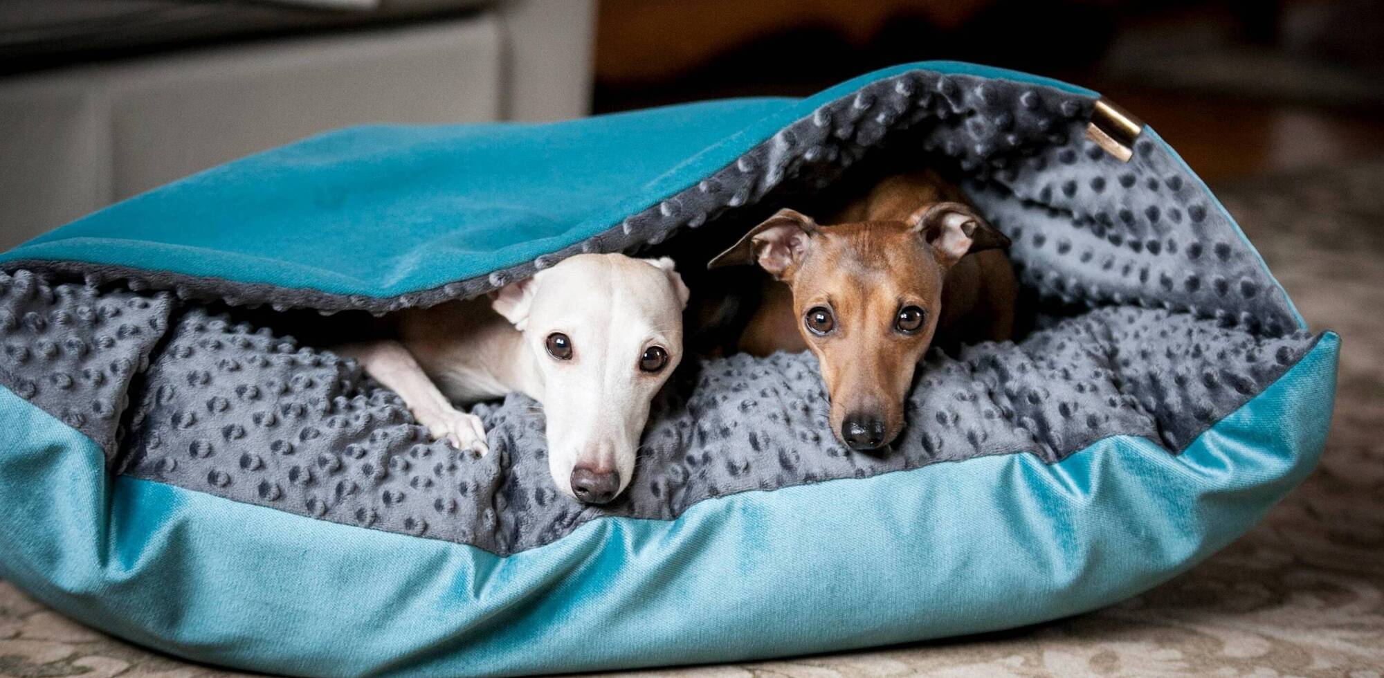 Dog days: Six super ideas for seasonal celebrations with your pet