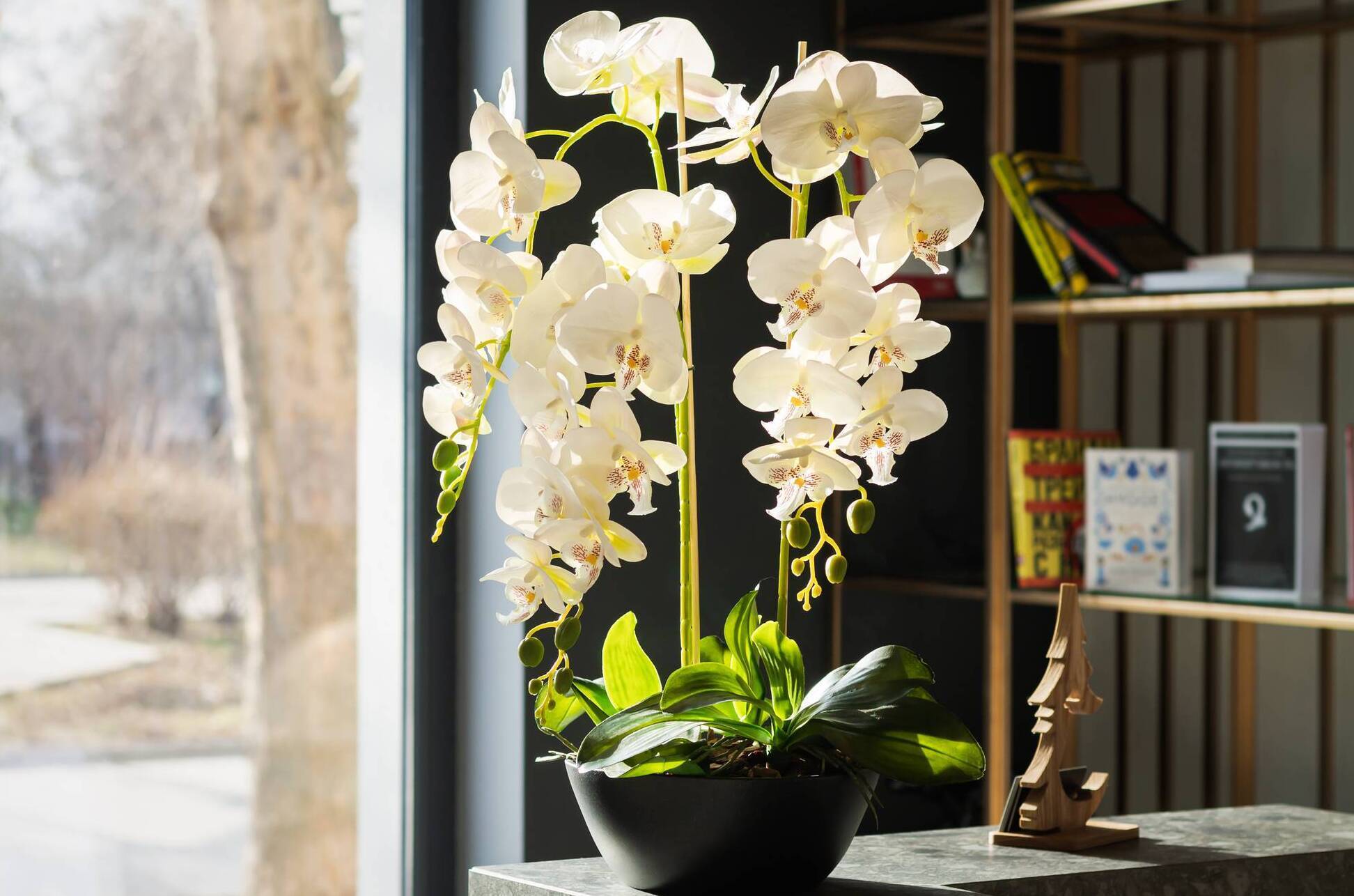 Peter Dowdall: How to keep your houseplants happy this winter