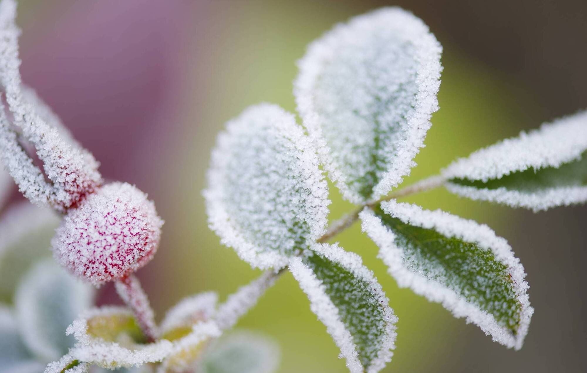 Garden Q&A: What's the best way to protect trees and shrubs from frost?