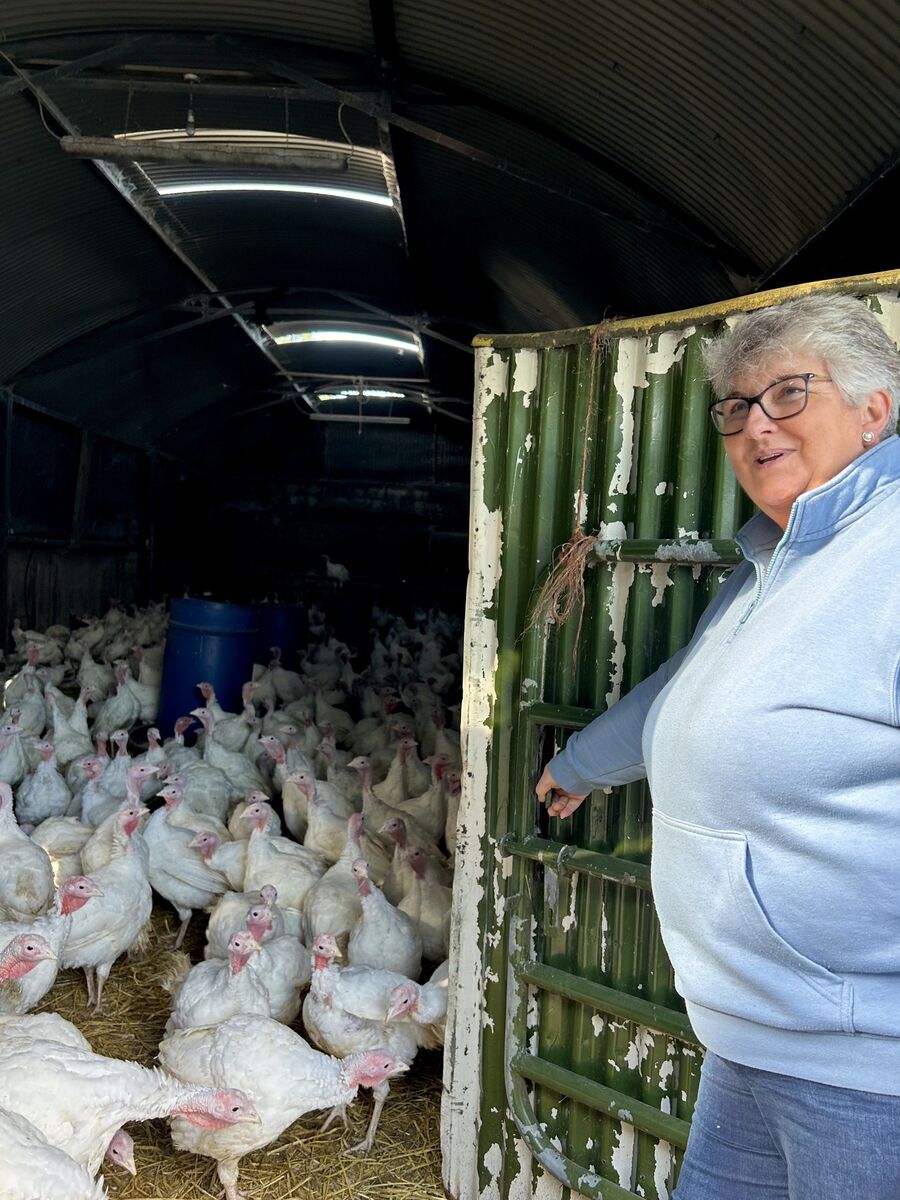 Denise Healy's Turkeys, Picture: Joe McNamee