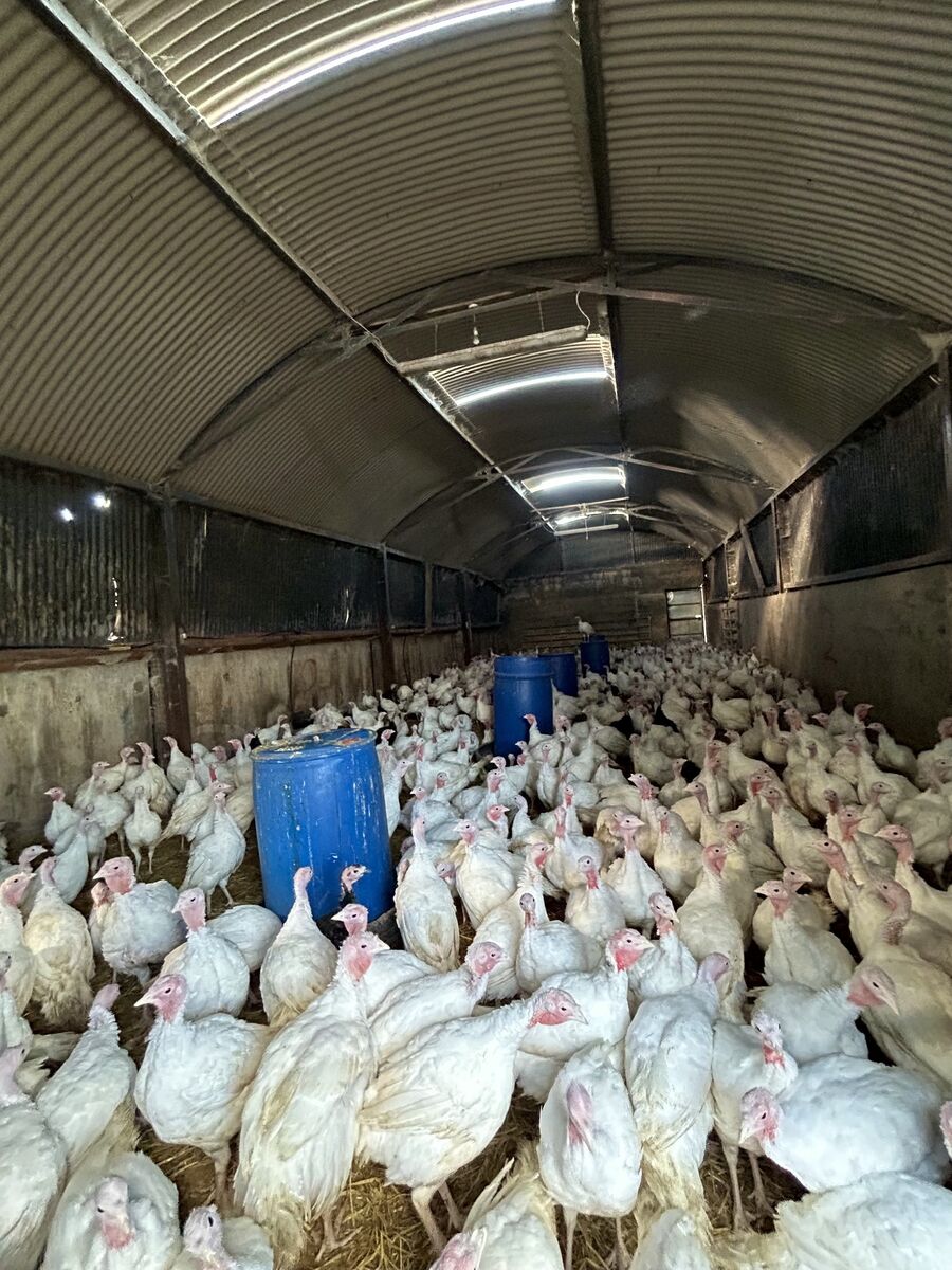 Denise Healy's Turkeys, Picture: Joe McNamee