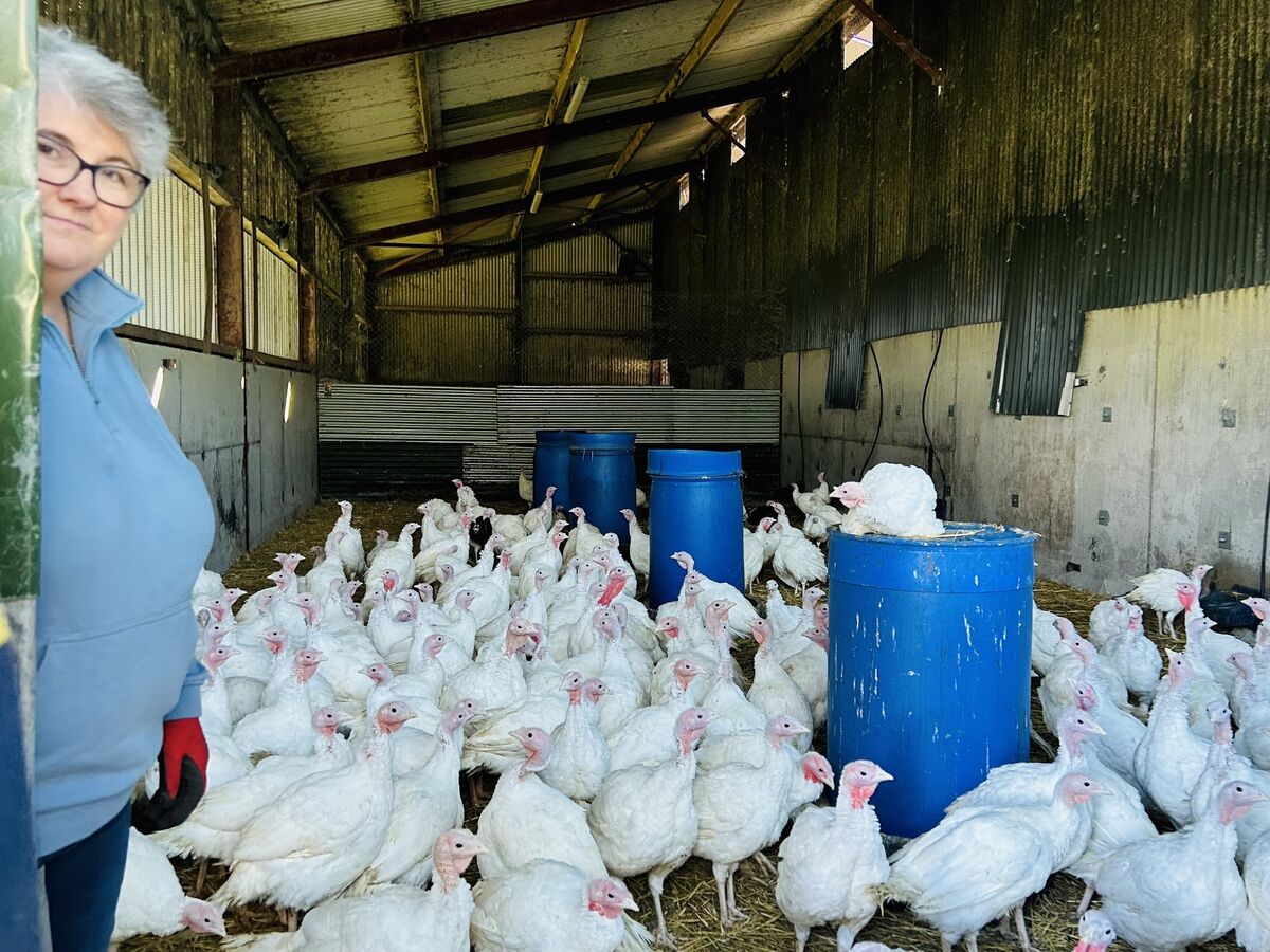 Denise Healy's Turkeys, Picture: Joe McNamee