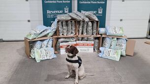 <p>Revenue seized cannabis with detector dog Alfie. Picture: Revenue</p>
