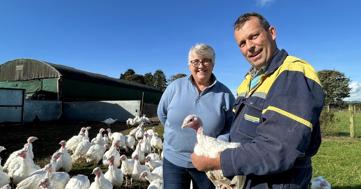 I spent a day with Cork turkey farmers before Christmas — here's what I learned