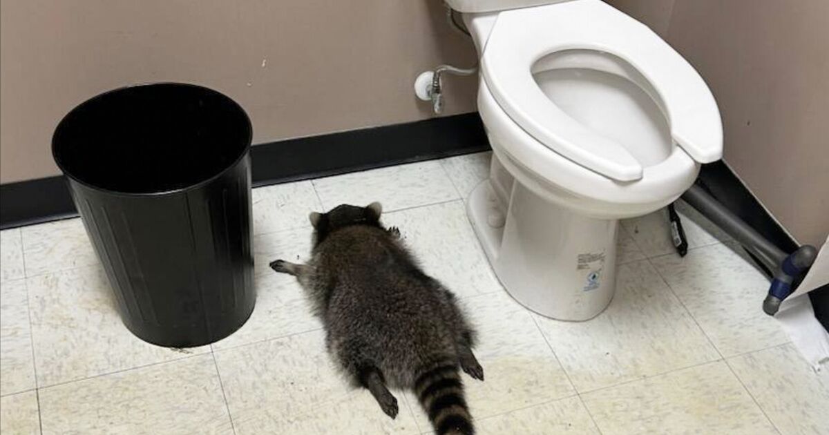 Drunken raccoon who broke into US liquor store found passed out in ...