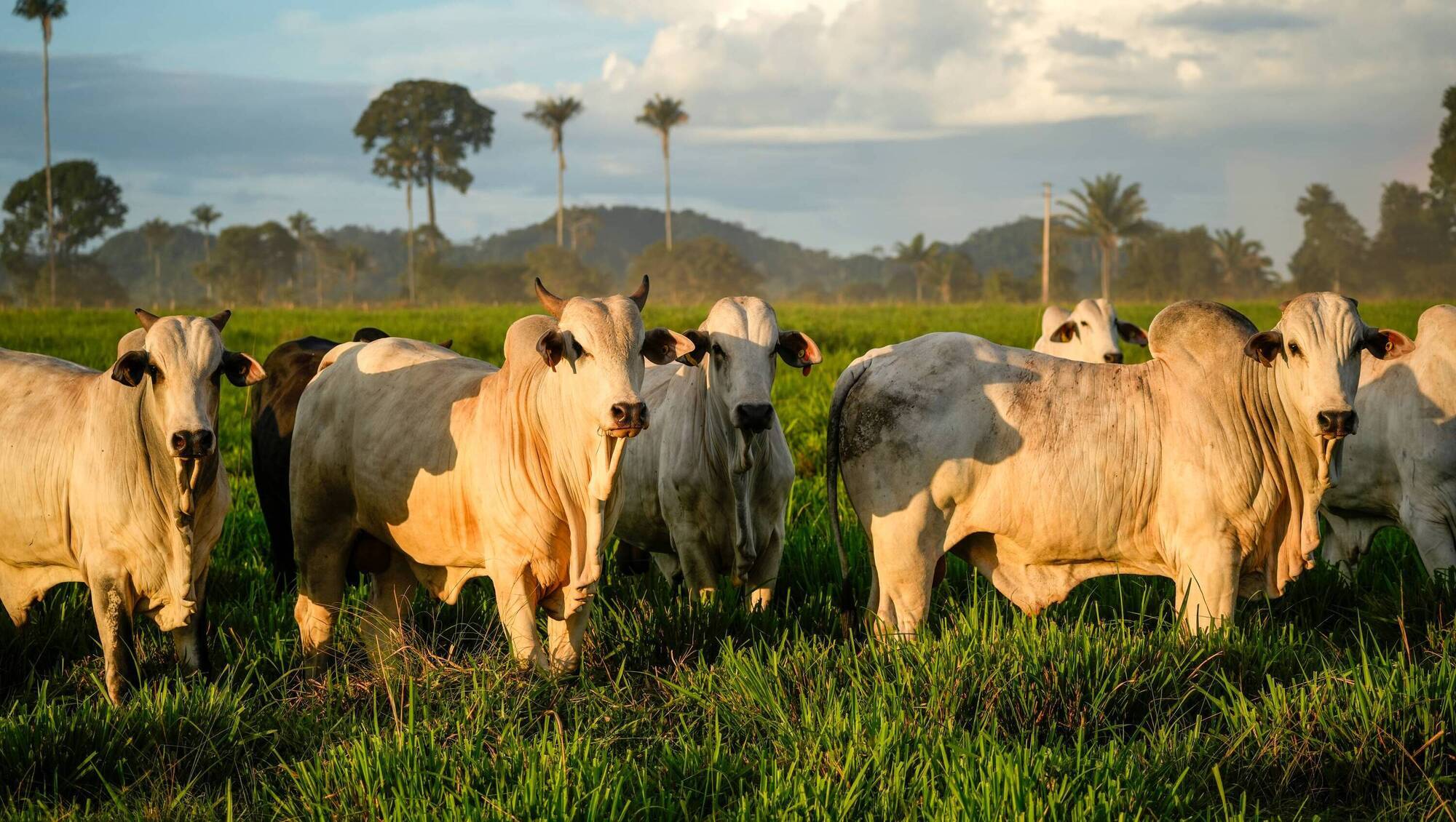 Banned hormones detected in imported beef from Brazil