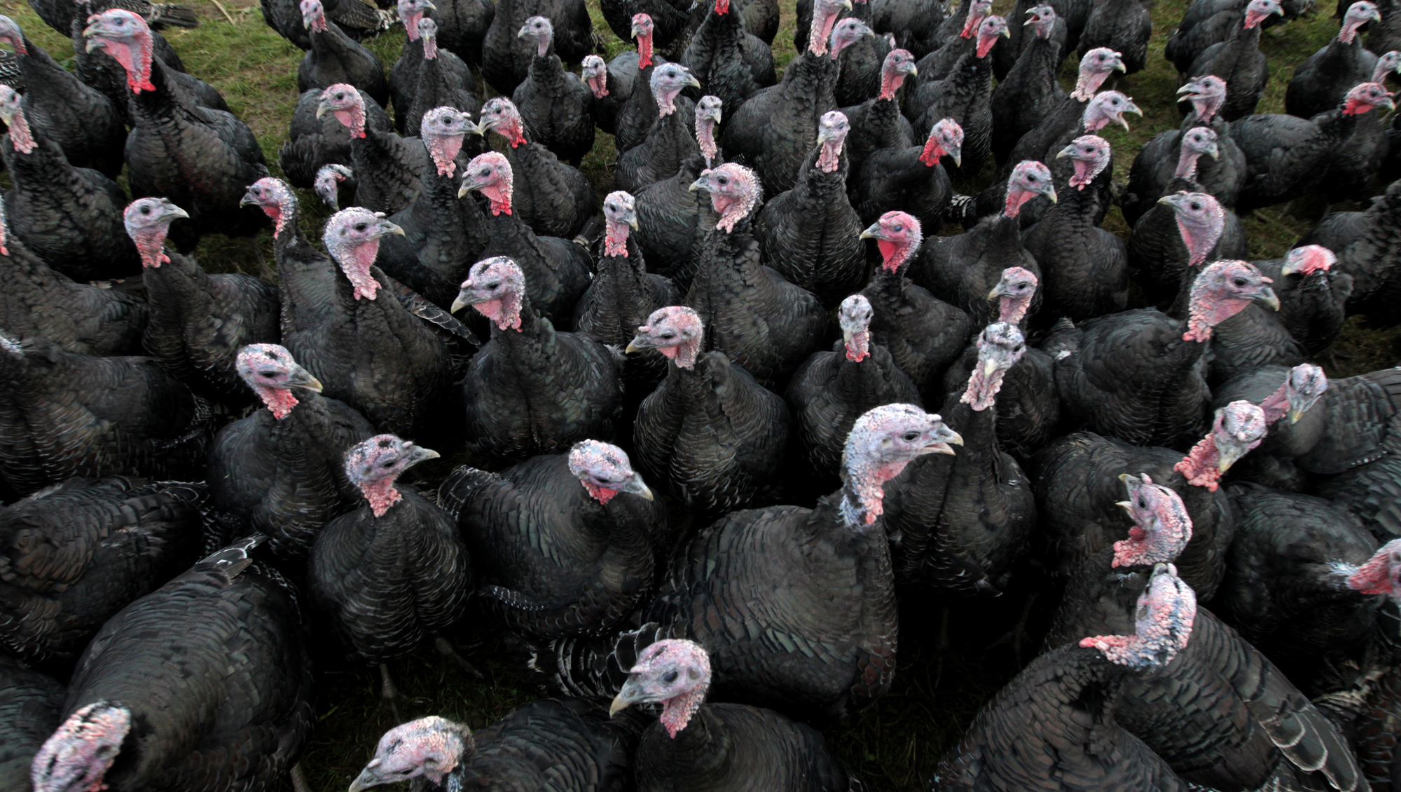 Ireland's fifth bird flu outbreak confirmed at turkey farm in Cavan