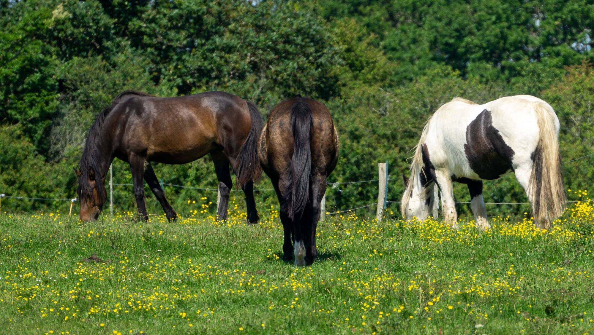 Department gains most accurate snapshot of Ireland's horses with Equine Census