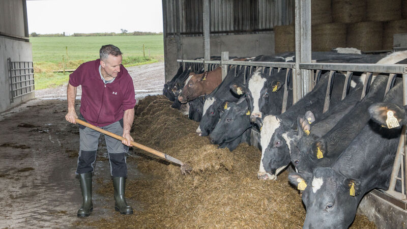 Once-a-day milking: balancing high butterfat and cell count