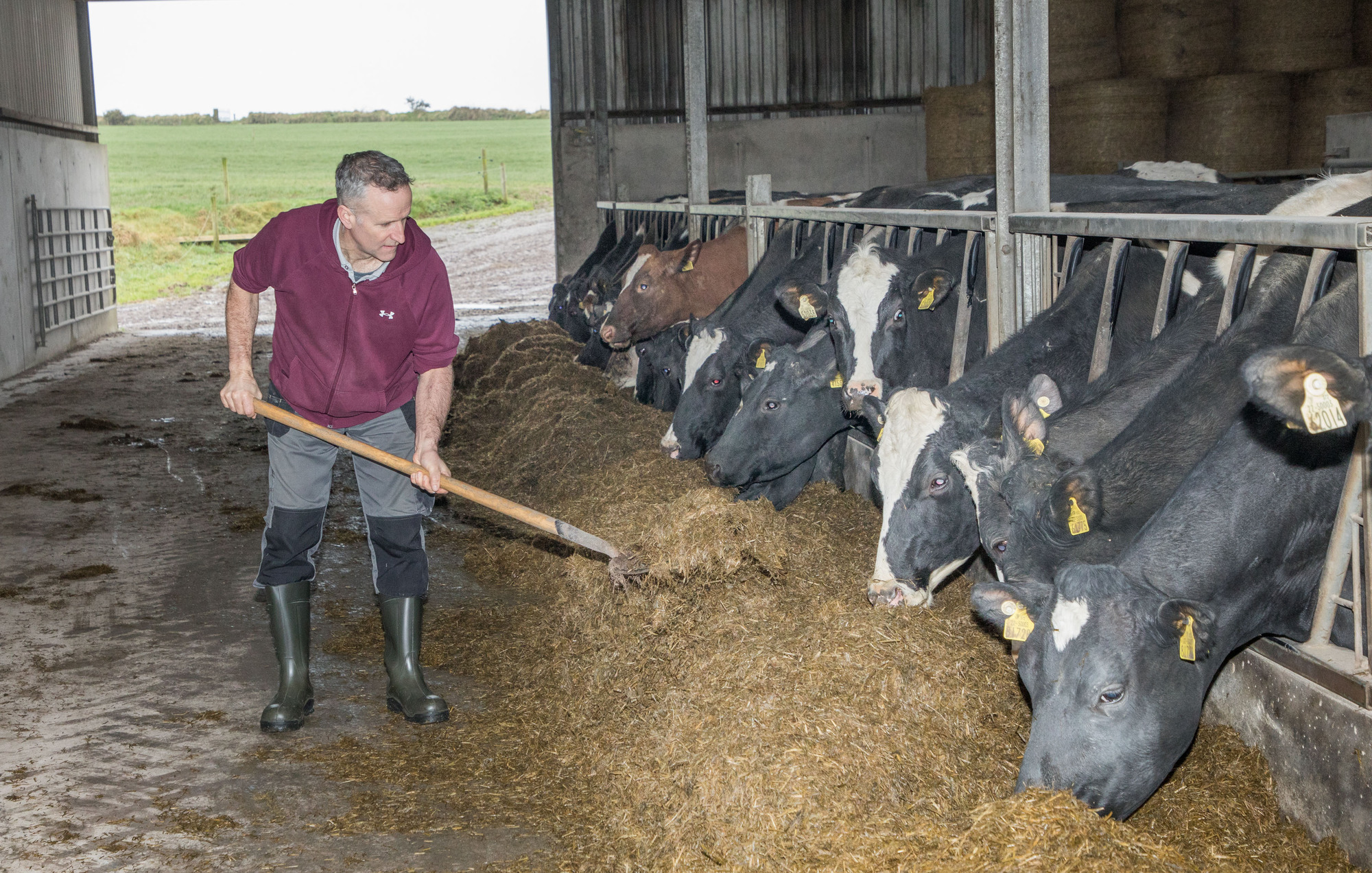 Dermot Walsh picking silage to cattle on the farm at Currihy, Lisevane, Timoleague, Co. Cork. 	 Picture: David Creedon