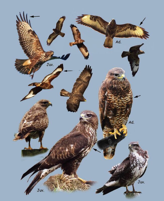 Buzzard
